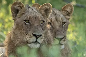 Images Dated 25th June 2019: Africa, Southern Africa, Botswana, Savuti, Okavango Delta, Lion, panthera leo