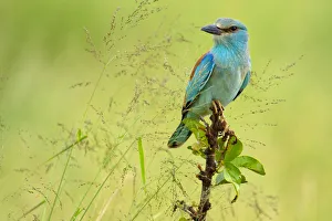 Images Dated 25th June 2019: Africa, Southern Africa, South Africa, European Roller