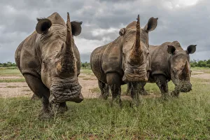 Africa, Southern Africa, South Africa, Swaziland, Black rhinoceros
