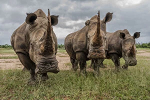 Images Dated 25th June 2019: Africa, Southern Africa, South Africa, Swaziland, Black rhinoceros