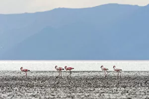 Africa, Tanzania, Eyasi Lake. Lesser flamingos