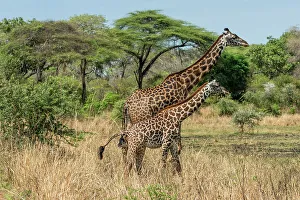 Tanzanian Prints: Africa, Tanzania, Katavi National Park. A female giraffe and her calf