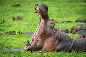 Africa, Tanzania, Katavi National Park. hippo yawning
