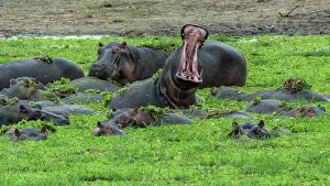 Images Dated 19th December 2022: Africa, Tanzania, Katavi National Park. hippo yawning