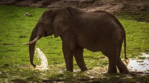 Africa, Tanzania, Katavi National Park. An elephant bull drinking at the hippo pool at sunset