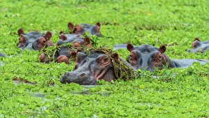 Africa, Tanzania, Katavi National Park. Some hippos in a pool with water lillies