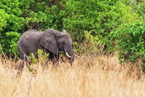 Africa, Tanzania, Katavi National Park. An elephant walking