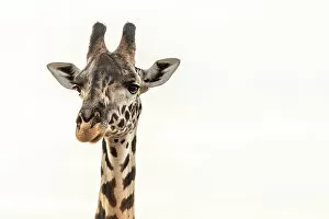Images Dated 19th December 2022: Africa, Tanzania, Katavi National Park. portrait of a female giraffe