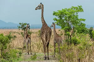 Images Dated 19th December 2022: Africa, Tanzania, Katavi National Park. A giraffe family