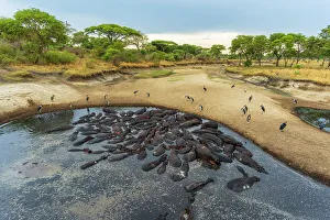 Africa, Tanzania, Katavi National Park. A hippo pool in the river bed at the end of the dry season