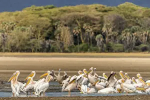 Pelican Prints: Africa, Tanzania, Lake Eyasi. A group of great white pelicans