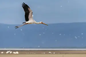Birdwatching Prints: Africa, Tanzania, Lake Eyasi. Yellow billed stork flying