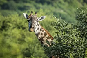 Watching Gallery: africa, Tanzania, Lake Manyara National Park. A giraffe, detail of the head and neck