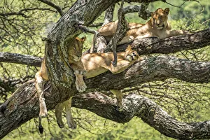 africa, Tanzania, Lake Manyara National Park. A group of lions hanging in the tree