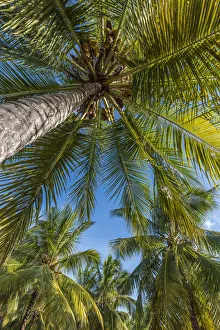 Africa, Tanzania, Lindi region. Songo Mnara. A picture of a coconut palm