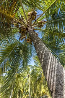 Africa, Tanzania, Lindi region. Songo Mnara. A picture of a coconut palm