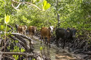 Africa, Tanzania, Lindi region. Cattle crossing the mangroves of Songo Mnara