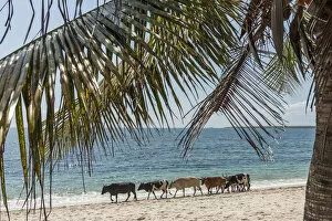 Africa, Tanzania, Lindi region. Cattle on the Jimbizi Beach of Kilwa Masoko