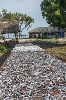 Africa, Tanzania, Lindi Region. Drying fishes in the village of Kilwa Masoko