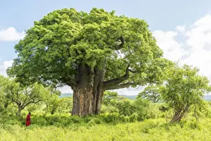 Tanzanian Prints: Africa, Tanzania, Loiborsoit. A beautiful big baobab tree