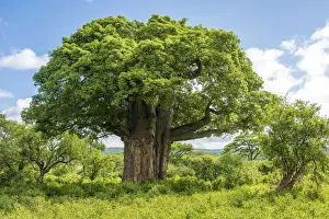 Africa, Tanzania, Loiborsoit. A beautiful big baobab tree