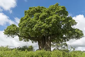 Africa, Tanzania, Loiborsoit. A beautiful big baobab tree