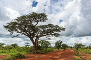Africa, Tanzania, Loiborsoit. Beautiful landscape with umbrella thorn acacia