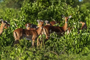 Images Dated 19th February 2020: Africa, Tanzania, Loiborsoit. A group of Impalas