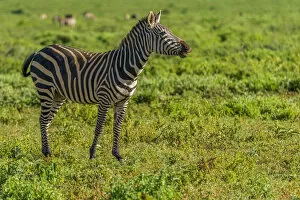 Images Dated 19th February 2020: Africa, Tanzania, Loiborsoit. A happy zebra