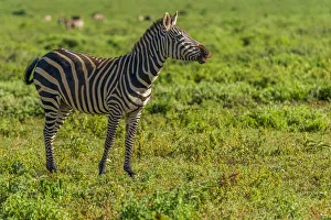 Maasai Prints: Africa, Tanzania, Loiborsoit. A happy zebra