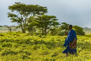 Tanzanian Prints: Africa, Tanzania, Loiborsoit. A Msai man walking in the landscape with traditional