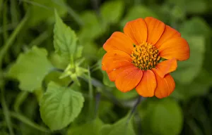 Botanic Prints: Africa, Tanzania, Loiborsoit. Orange flower