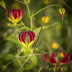 Images Dated 26th February 2021: africa, Tanzania, Loibortsoit area. Flame lily
