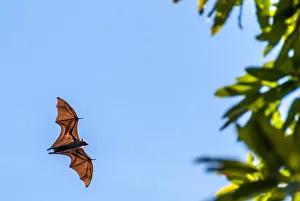 Mango Prints: Africa, Tanzania, Mafia Island. Fruit eating bat on Juani island