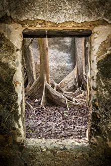 Roots Prints: Africa, Tanzania, Mafia Island. Fig trees in old palace on Juani island