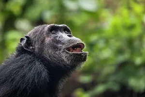 Africa, Tanzania, Mahale Mountains National Park. A portrait of a male chimpanzee