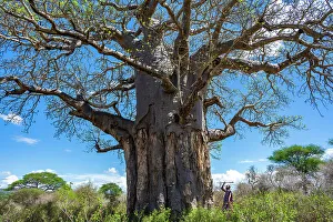 Adansonia Digitata Gallery: Africa, Tanzania, Manyara region, a Msai man near a baobab with his spear
