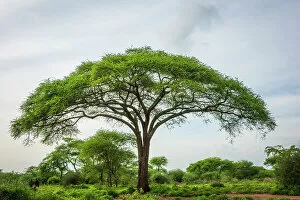 Images Dated 19th December 2022: Africa, Tanzania, Manyara Region. A beautiful tree in the landscape near Tarangire National park
