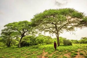 Images Dated 19th December 2022: Africa, Tanzania, Manyara Region. A maasai man standing in the bush near to some acacia trees