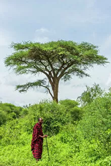 Images Dated 19th December 2022: Africa, Tanzania, Manyara Region. A Maasai man standing in the bush in front of a big acacia tree