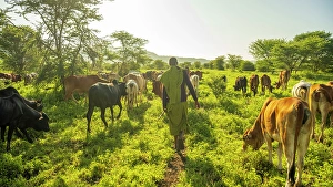 Cattle Prints: africa, Tanzania, Manyara Region. A maasai herdsman with cattle in the bushland