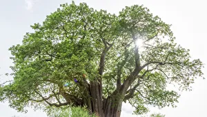 Adansonia Digitata Gallery: Africa, Tanzania, Manyara Region. A baobab