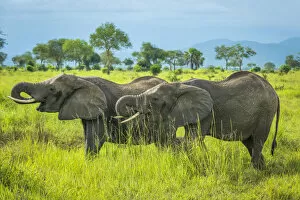 Images Dated 19th February 2020: Africa, Tanzania, Mikumi National Park. Two elephants drinking