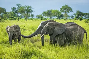 Images Dated 19th February 2020: Africa, Tanzania, Mikumi National Park. A group of elephants, two females and a young one