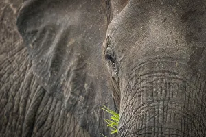 Africa, Tanzania, Mikumi National Park. A portrait of a female elephant