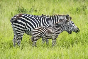 Images Dated 19th February 2020: Africa, Tanzania, Mikumi National Park. A mother with her little baby zebra, grazing