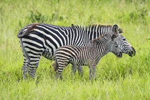 Africa, Tanzania, Mikumi National Park. A mother with her little baby zebra, grazing