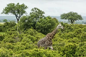 Images Dated 19th February 2020: Africa, Tanzania, Mikumi National Park. A Masai Giraffe in the forest