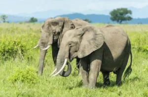 Images Dated 19th February 2020: Africa, Tanzania, Mikumi National Park. Two elephants, grazing
