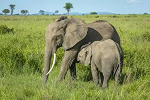 Images Dated 19th February 2020: Africa, Tanzania, Mikumi National Park. Two elephants, a mother with her child